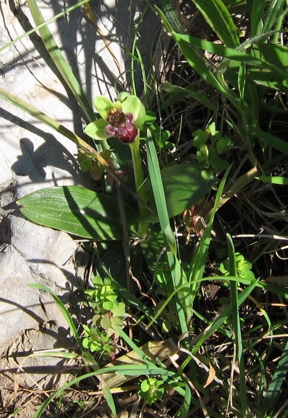 Ophrys bombyliflora